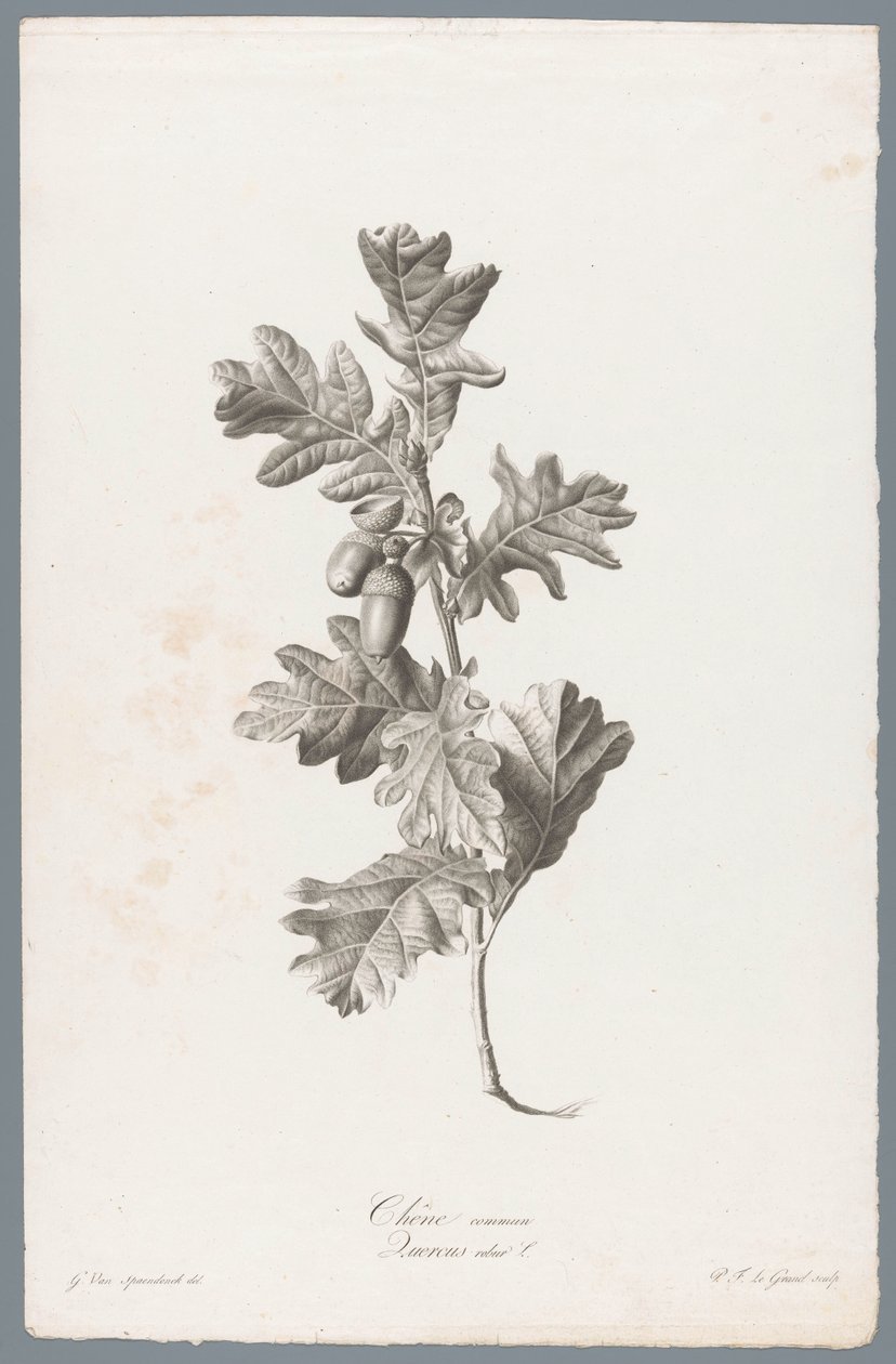Zomerik Vanlig ek / Quercus robur L. (titel på objekt) Blommor hämtade från naturen (...) (serietitel) av Pierre François Legrand