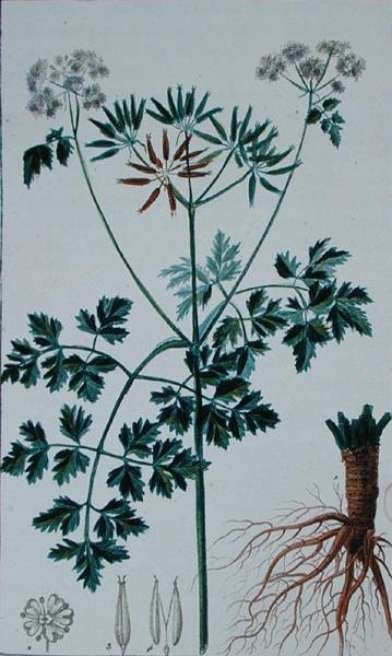 Botanisk skylt föreställande körvel, från 
