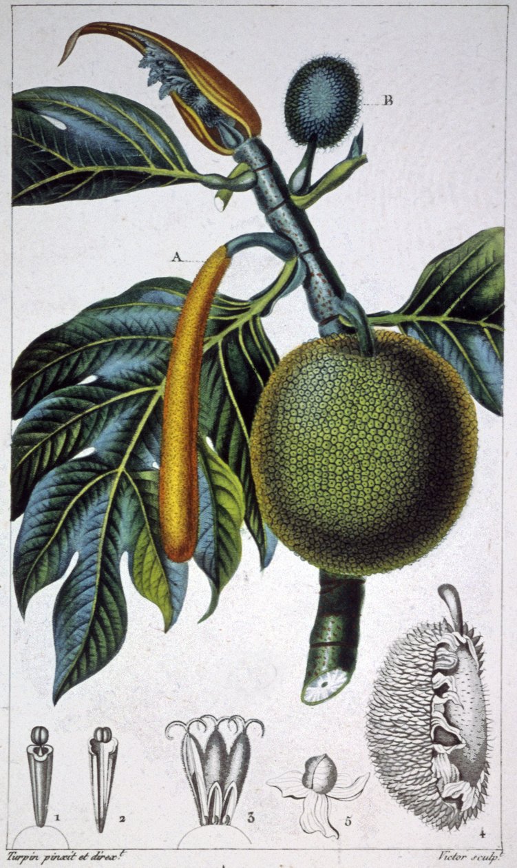 Brödfrukt av Pierre Jean Francois (after) Turpin