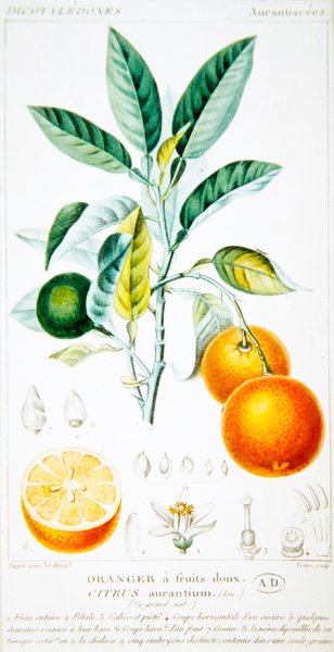 Citrus Aurantium eller Sevilla apelsin, ca 1820 (färggravyr) av Pierre Jean Francois (after) Turpin