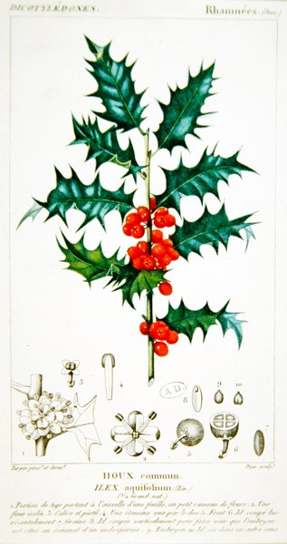 Holly (Ilex aquifolium) botanisk platta, c.1820 (färg litho) av Pierre Jean Francois (after) Turpin