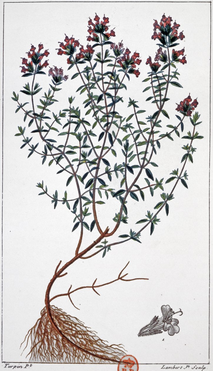 Timjan, ca 1850 (gravyr) av Pierre Jean Francois (after) Turpin