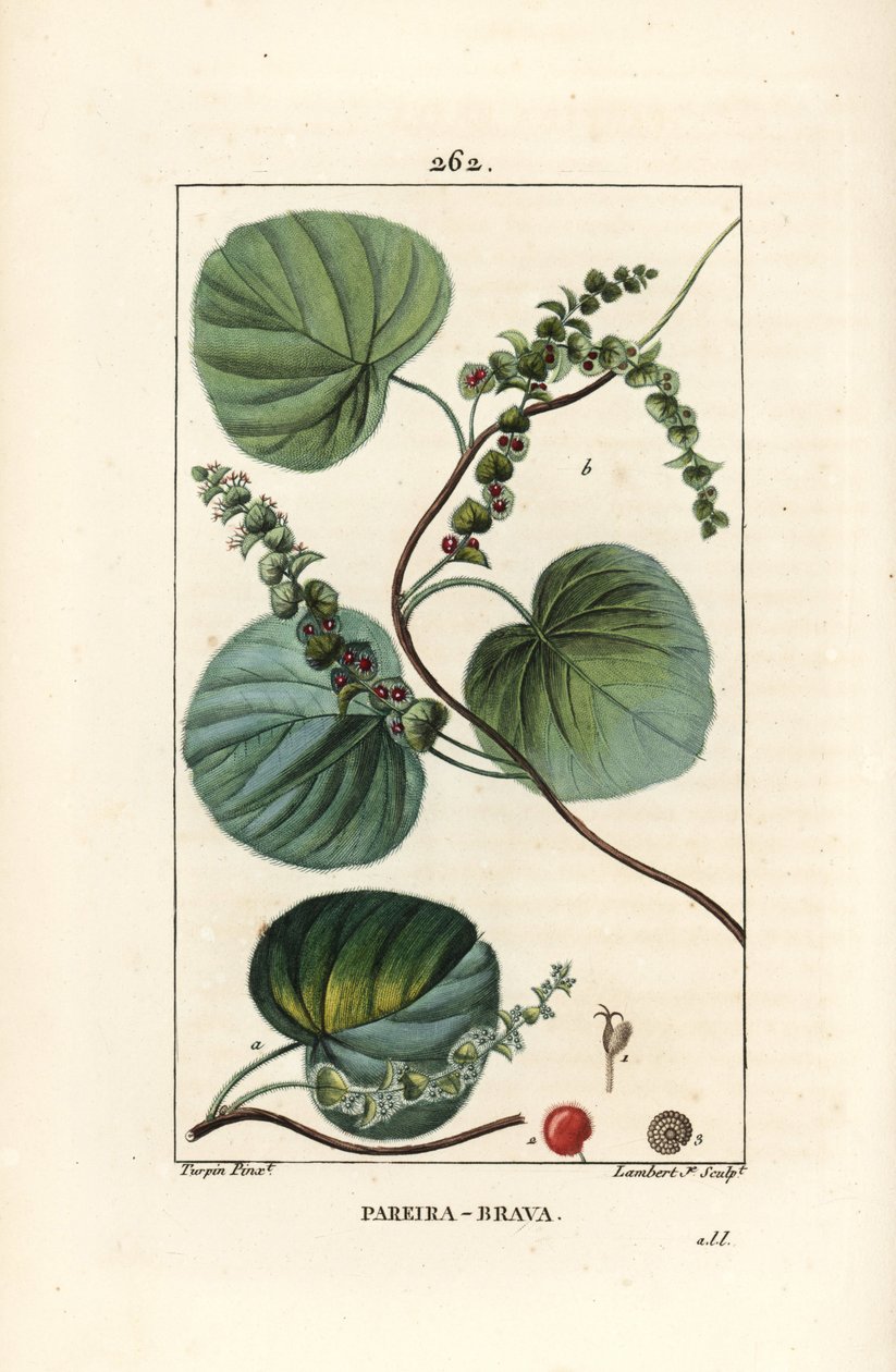 Abuta - Vild vinstock eller abuta, Cissampelos pareira, med blomma, blad, rankor och frukt. Handkolorerad kopparstick av Lambert Junior från en teckning av Pierre Jean-Francois Turpin från Chaumeton, Poiret och Chamberets "" La Flore Medicale,"" av Pierre Jean Francois Turpin