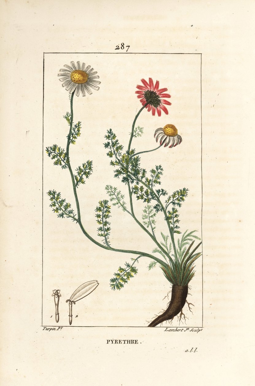 African Pyrethrum - Pellitory of Spain, Anthemis pyrethrum (Anacyclus pyrethrum) med blommor, blad, stjälk och rötter. Handkolorerad kopparstick av Lambert Junior efter teckning av Pierre Jean-Francois Turpin från Chaumeton, Poiret och Cham av Pierre Jean Francois Turpin