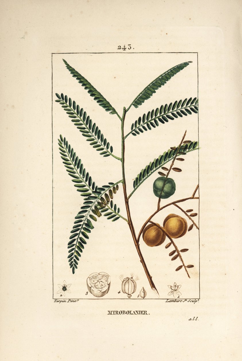 Amla (amala, amalaki), nepalesisk eller indisk vinbär, myrobolan emblique - nepalesiskt eller indiskt krusbär, Phyllanthus emblica, blad, frukt och frö. Handkolorerad kopparstick av Lambert Junior efter teckning av Pierre Jean-Francois Turpin från av Pierre Jean Francois Turpin