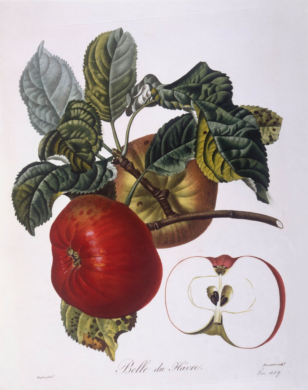 Apple "Belle du Havre" Henry Louis Duhamel du Monceau, botanisk tallrik av Pierre Jean Francois Turpin av Pierre Jean Francois Turpin