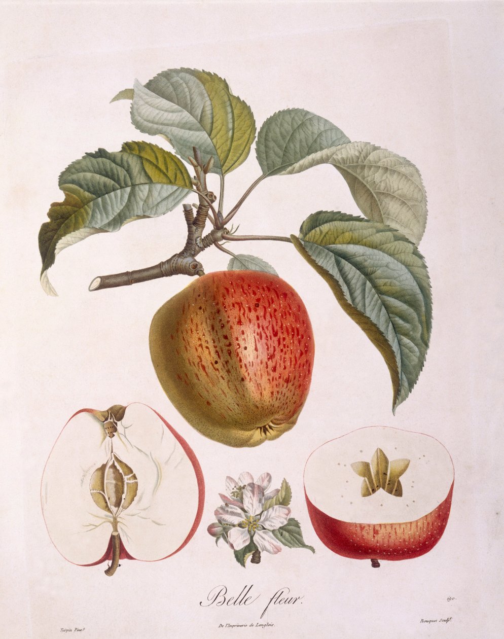Apple "Belle fleur" Henry Louis Duhamel du Monceau, botanisk tallrik av Pierre Jean Francois Turpin av Pierre Jean Francois Turpin