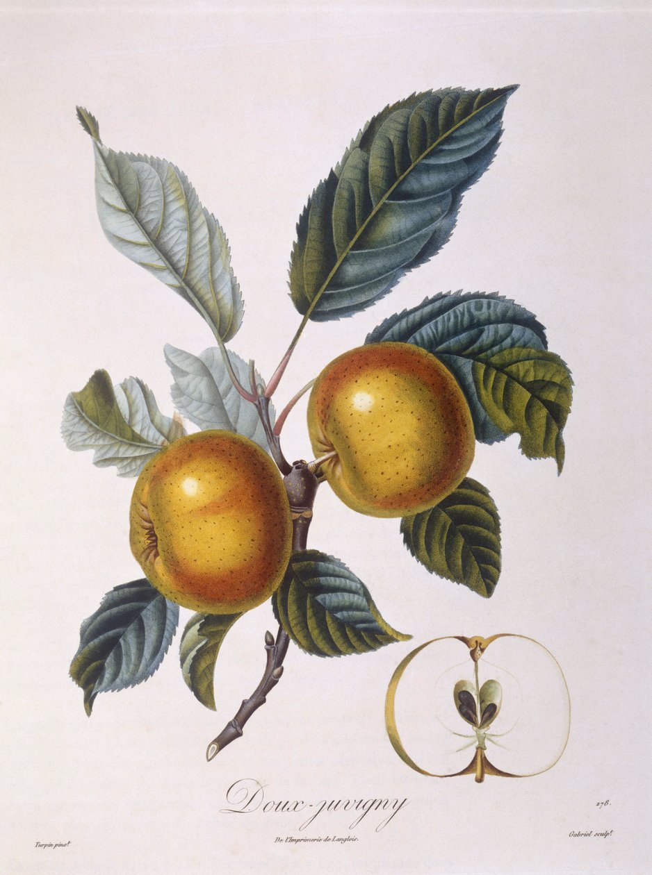 Apple "Doux-Juvigny" Henry Louis Duhamel du Monceau, botanisk tallrik av Pierre Jean Francois Turpin av Pierre Jean Francois Turpin