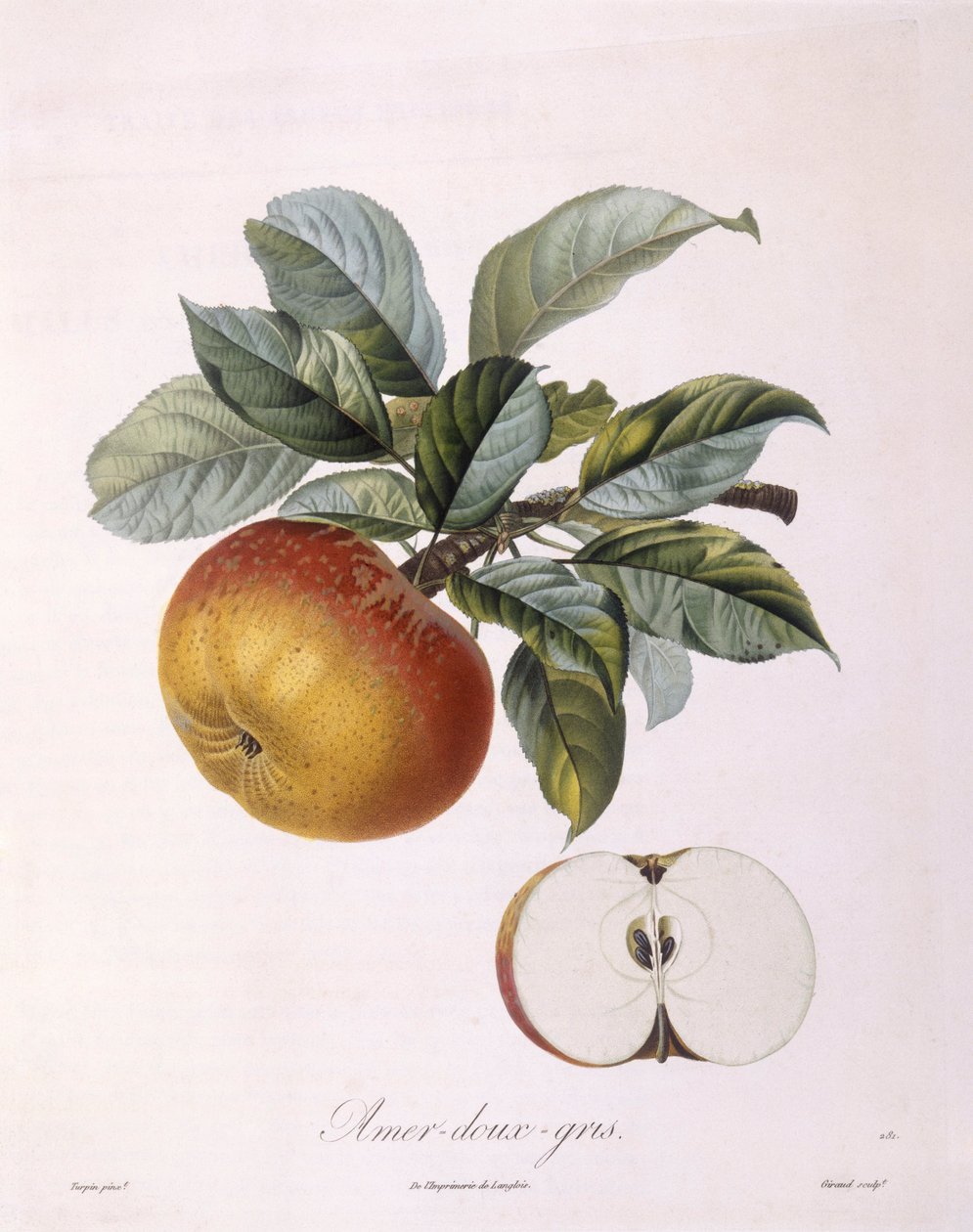 Apple "Sweet Bitter Grey" Henry Louis Duhamel du Monceau, botanisk tallrik av Pierre Jean Francois Turpin av Pierre Jean Francois Turpin