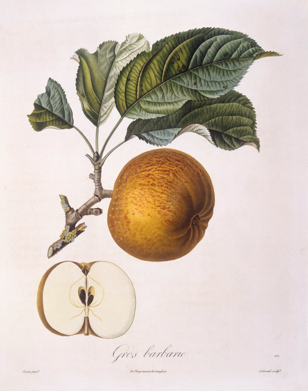 Apple "Gros barbarie" Henry Louis Duhamel du Monceau, botanisk tallrik av Pierre Jean Francois Turpin av Pierre Jean Francois Turpin