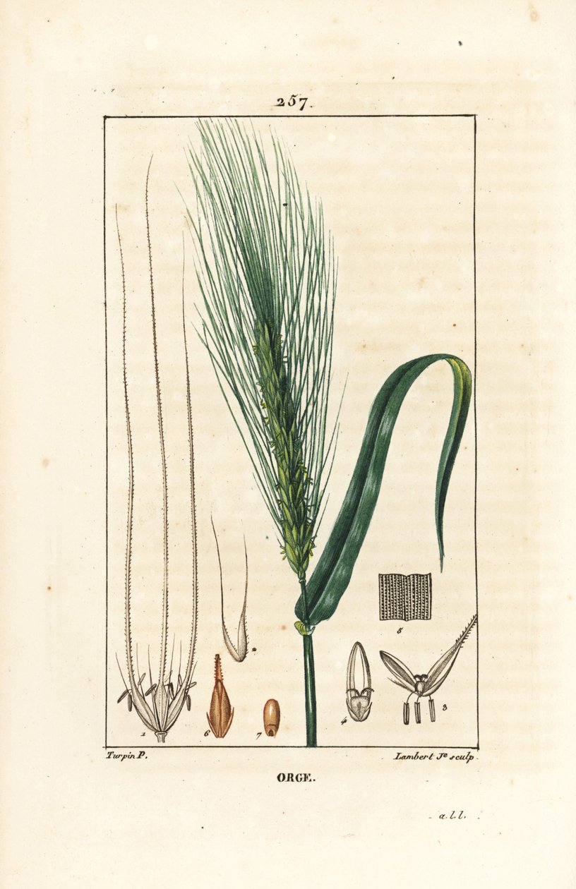 Korn - Korn, Hordeum vulgare, visar stjälk, blad och fröpigg. Handkolorerad kopparstick av Lambert Junior från en teckning av Pierre Jean-Francois Turpin från Chaumeton, Poiret och Chamberets "" La Flore Medicale,"" Paris, Panckouck av Pierre Jean Francois Turpin