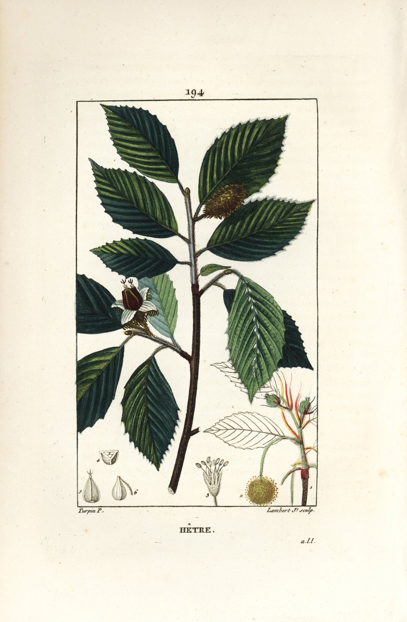 Bokträd, Fagus sylvatica. Handkolorerad kopparstick av Lambert Junior från en teckning av Pierre Jean-Francois Turpin från Chaumeton, Poiret och Chamberets "" La Flore Medicale,"" Paris, Panckoucke av Pierre Jean Francois Turpin