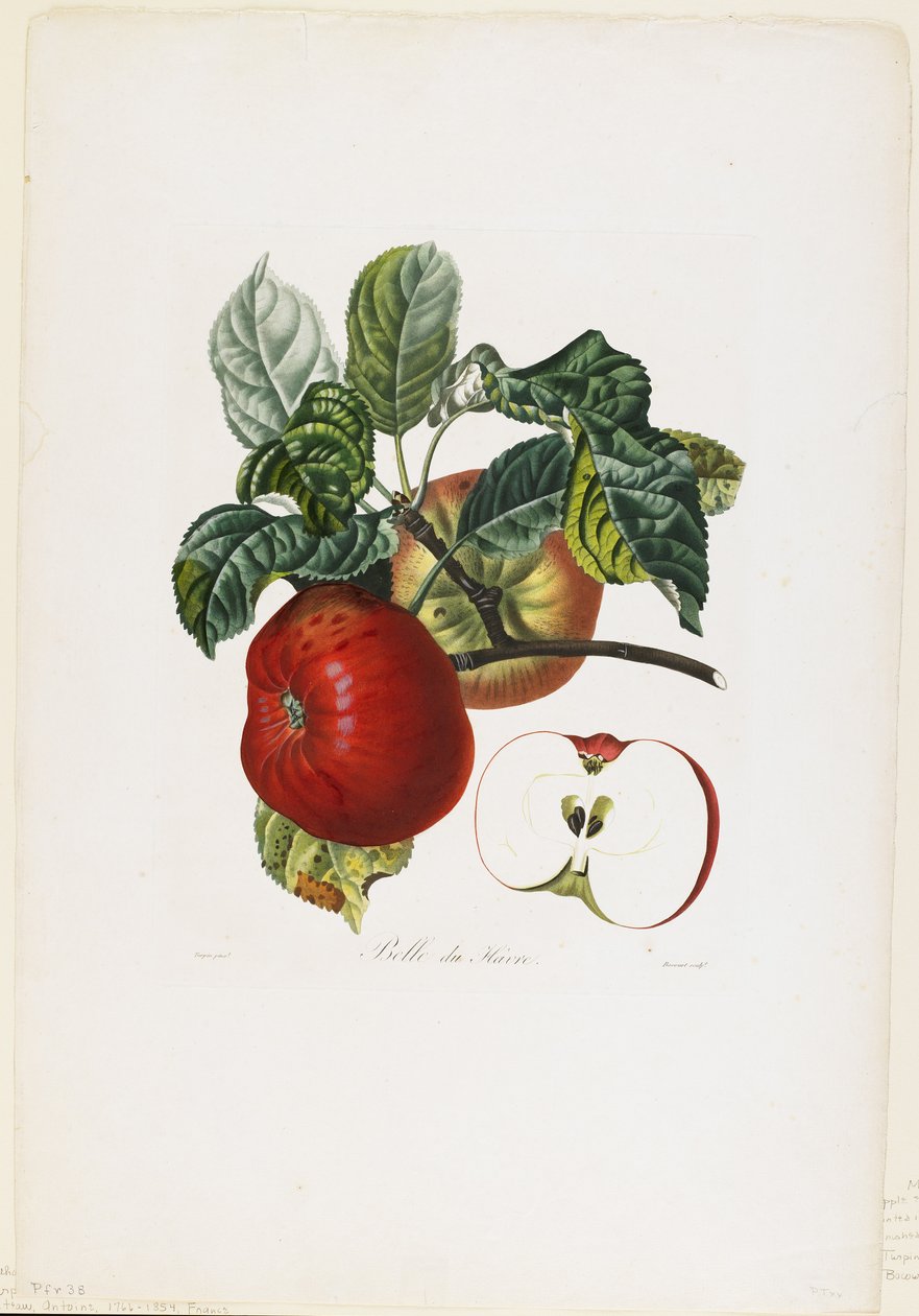 Belle de Havre (äpple), från Traite des Arbres Fruitiers, 1807-35 (handfärgad sticklinggravyr) av Pierre Jean Francois Turpin