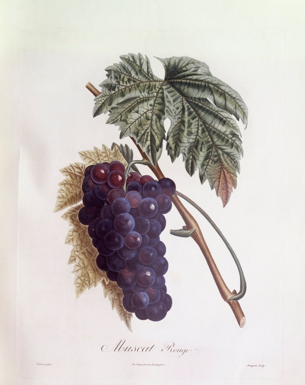 Svarta muscat druvor Henry Louis Duhamel du Monceau, botanisk tallrik av Pierre Jean Francois Turpin av Pierre Jean Francois Turpin