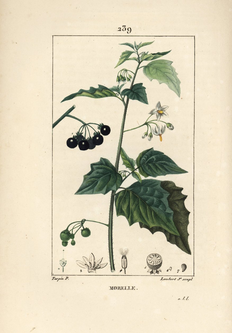 Black nightshade, dog killer eller wolf druva - Black nightshade, Solanum nigrum. Handkolorerad kopparstick av Lambert Junior från en teckning av Pierre Jean-Francois Turpin från Chaumeton, Poiret och Chamberets "" La Flore Medicale,"" Paris, av Pierre Jean Francois Turpin