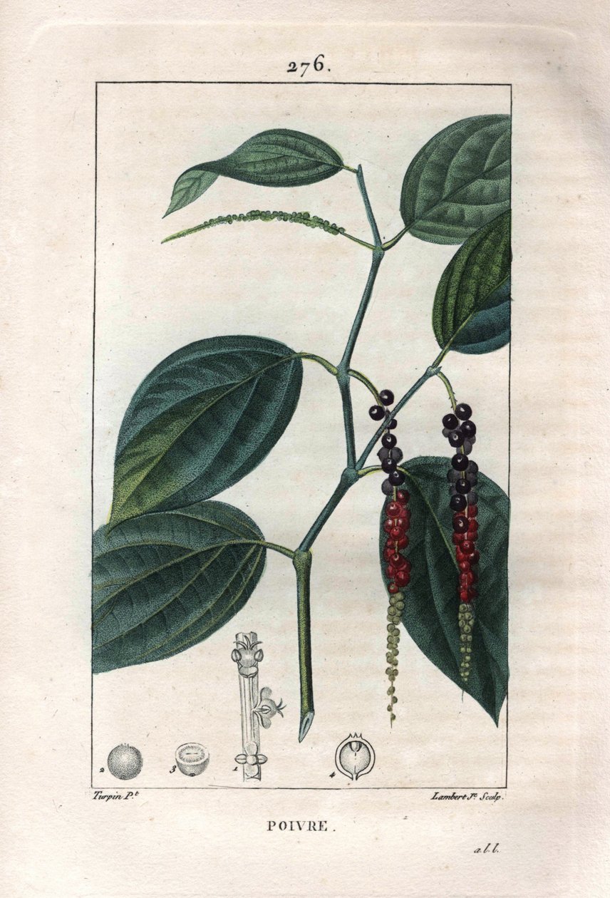 Botanisk: svartpeppar - Svartpeppar med blad och pepparkorn, Piper nigrum. Handkolorerad kopparstick av Lambert från en teckning av Pierre Jean-Francois Turpin från Chaumeton, Poiret et Chamberets "" La Flore Medicale,"" Paris, Panck av Pierre Jean Francois Turpin