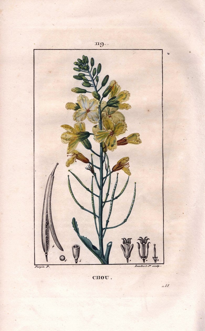 Botaniskt: kålblomma - Kålblomma, Brassica oleracea. Handkolorerad kopparstick av Lambert från en teckning av Pierre Jean-Francois Turpin från Chaumeton, Poiret et Chamberets "" La Flore Medicale,"" Paris, Panckoucke av Pierre Jean Francois Turpin