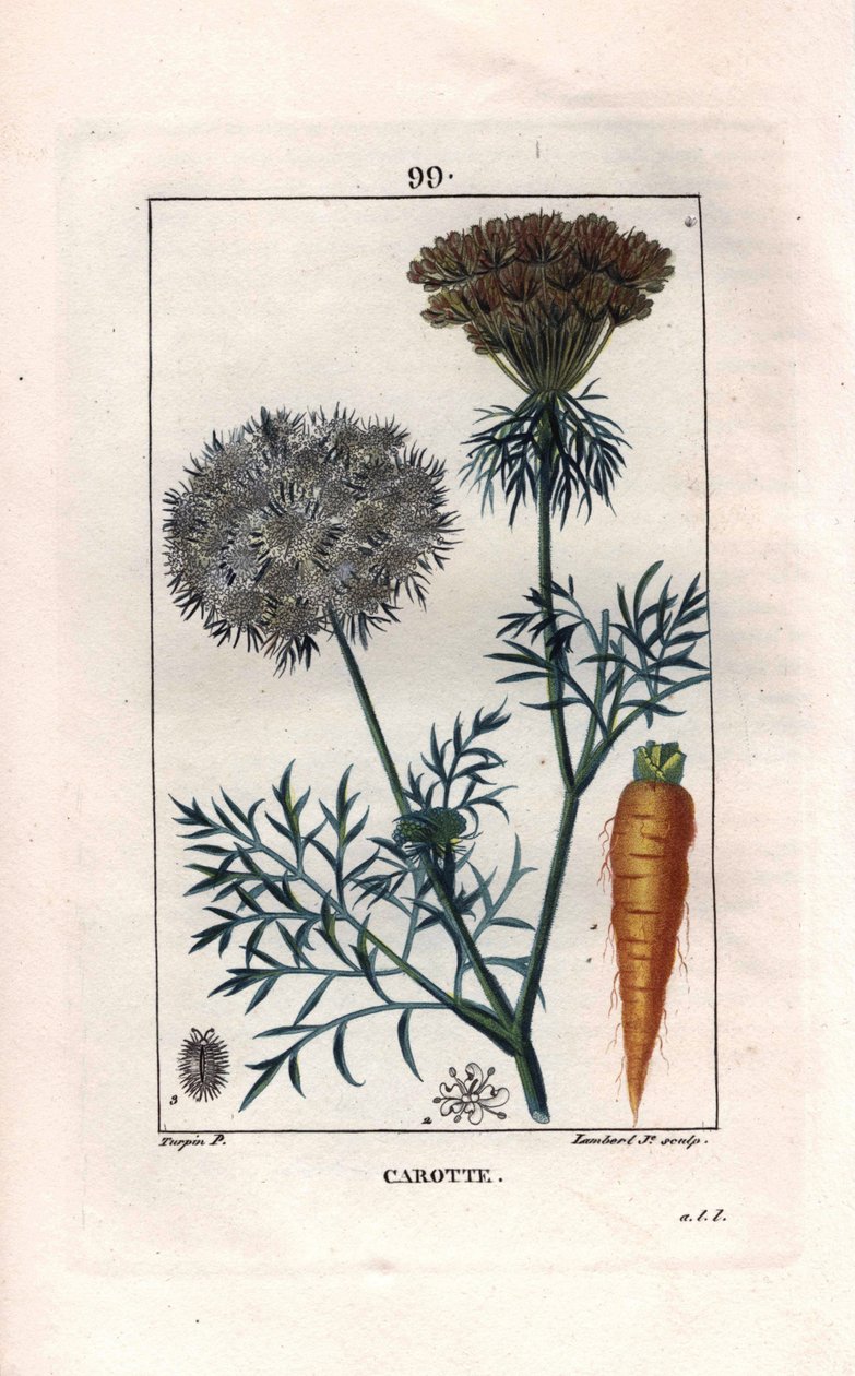 Botanisk: morot - Morotsrot och blomma, Daucus carota. Handkolorerad kopparstick av Lambert från en teckning av Pierre Jean-Francois Turpin från Chaumeton, Poiret et Chamberets "" La Flore Medicale,"" Paris, Panckoucke av Pierre Jean Francois Turpin