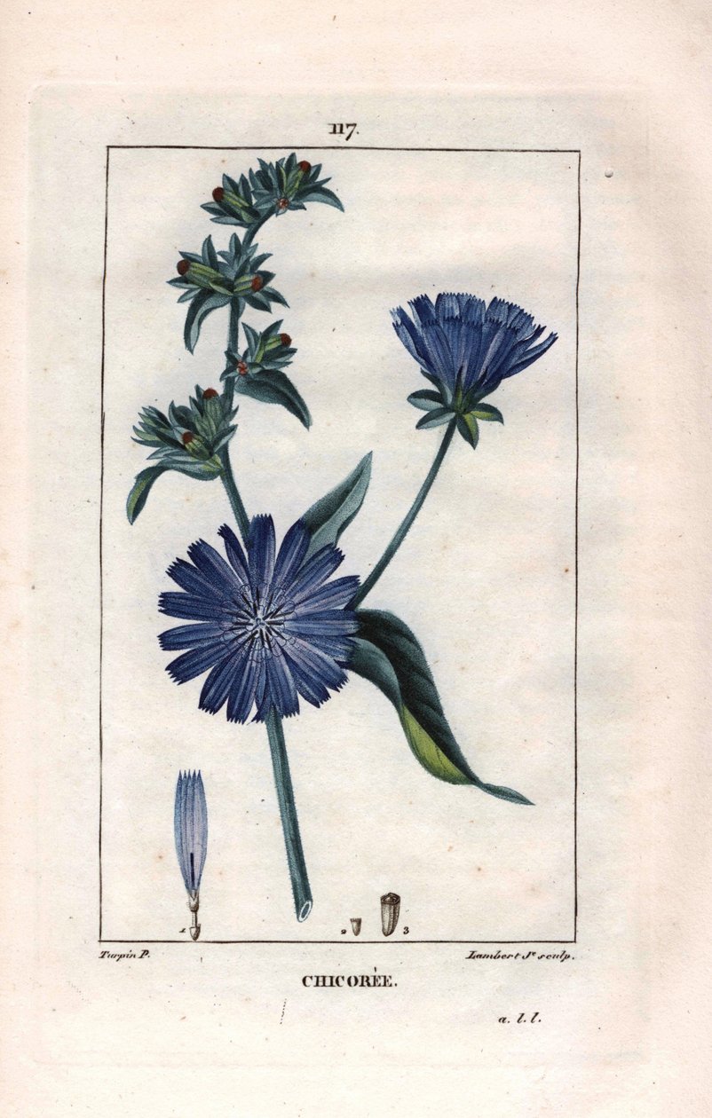 Botanisk: chicoree med blomma - Cikoriaväxt och blomma, Cichorium intybus. Handkolorerad kopparstick av Lambert från en teckning av Pierre Jean-Francois Turpin från Chaumeton, Poiret et Chamberets "" La Flore Medicale,"" Paris, Panckouc av Pierre Jean Francois Turpin