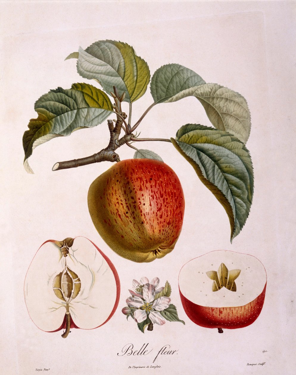 Botanik - Rosaceae - äpple "Vacker blomma". (botaniska styrelsen av Pierre Jean Francois Turpin