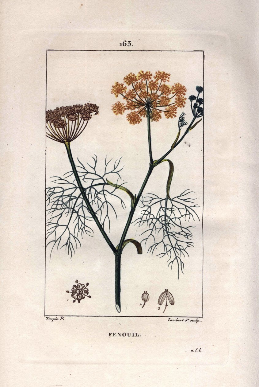 Botanik: Fänkål, fänkål, Foeniculum vulgare. Handkolorerad kopparstick av Lambert från en teckning av Pierre Jean-Francois Turpin från Chaumeton, Poiret et Chamberets "" La Flore Medicale,"" Paris, Panckoucke av Pierre Jean Francois Turpin