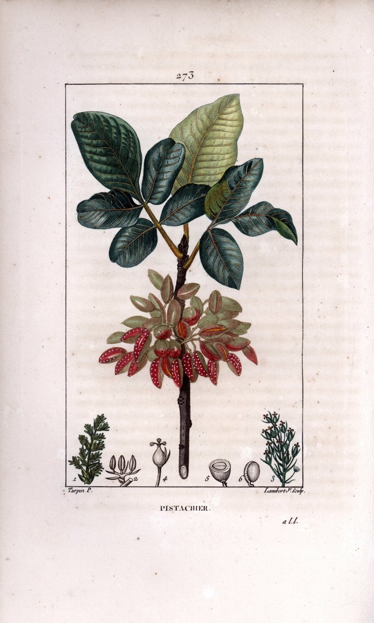 Botanik: "" Pistage, gren och frukt (pistaschnötsträd, Pistacia vera, med gren, löv, mogna frukter. Handkolorerad kopparstick av Lambert Junior från en teckning av Pierre Jean-Francois Turpin från Chaumeton, Poiret et Chamberets "" av Pierre Jean Francois Turpin