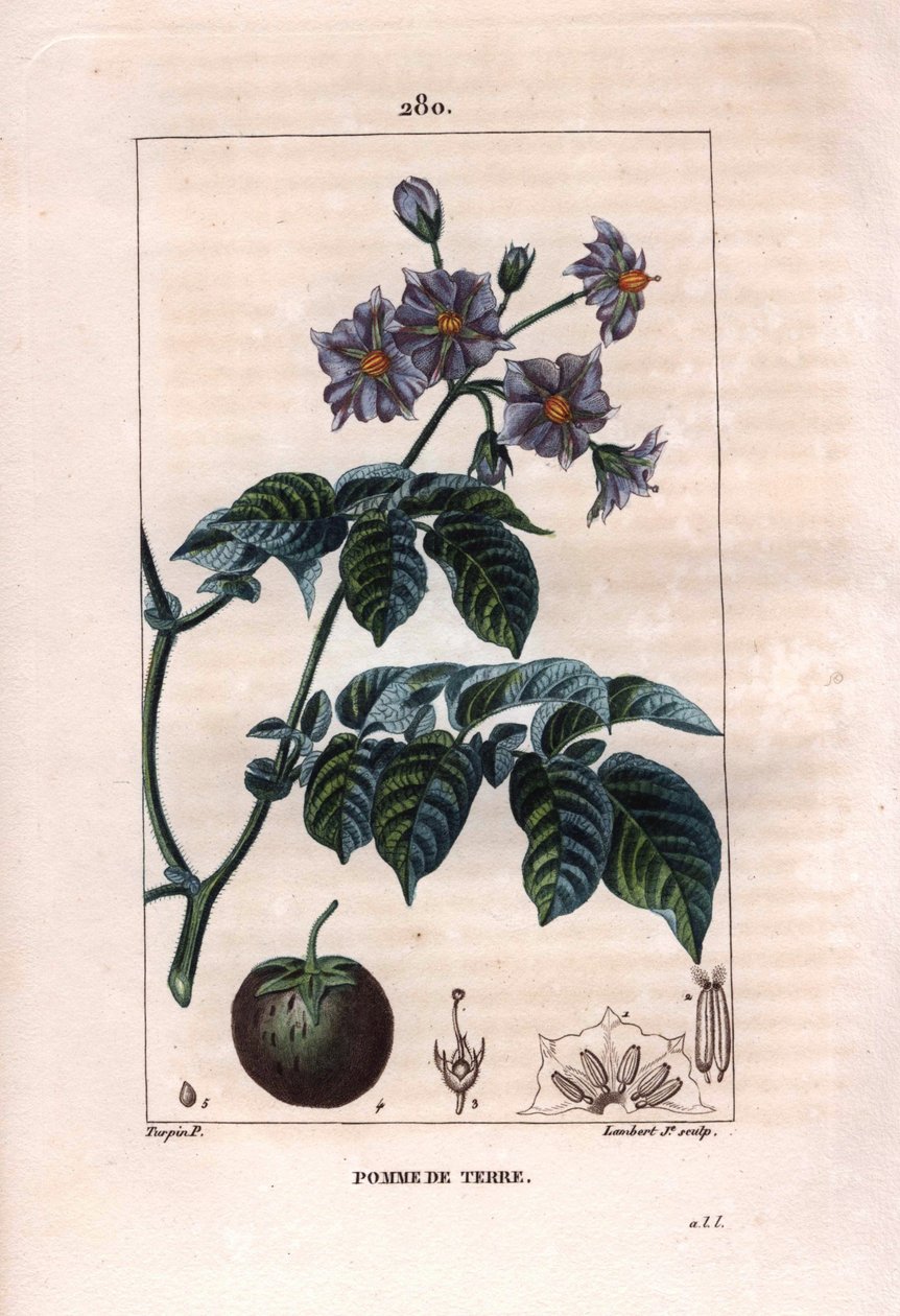 Botanik: potatis - Potatisväxt, blommor och frukt, Solanum tuberosum. Handkolorerad kopparstick av Lambert från en teckning av Pierre Jean-Francois Turpin från Chaumeton, Poiret et Chamberets "" La Flore Medicale,"" Paris, Panckoucke av Pierre Jean Francois Turpin