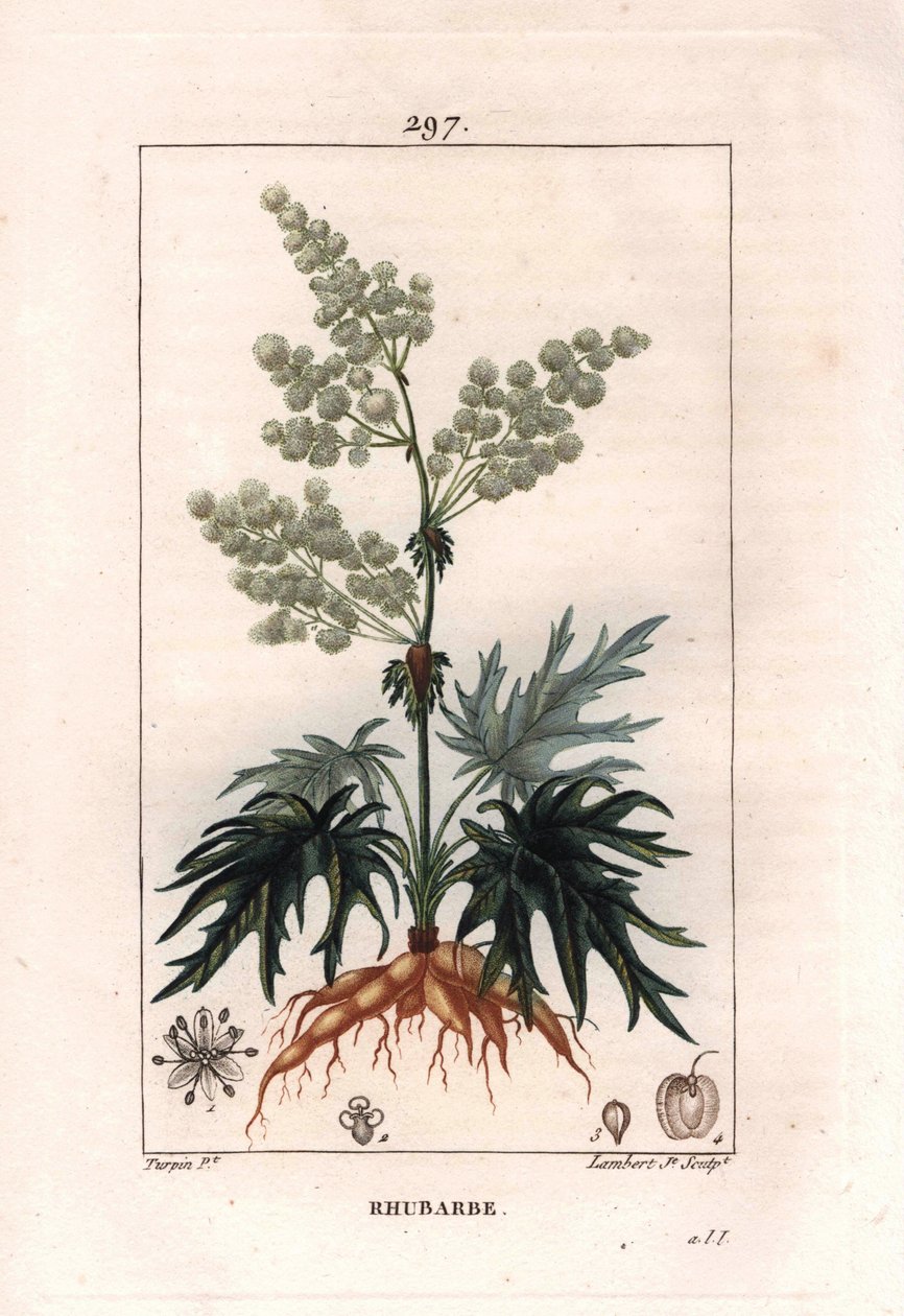 Botanik: rabarber - Rabarberväxt, blad och rötter, Rheum rhabarbarum. Handkolorerad kopparstick av Lambert från en teckning av Pierre Jean-Francois Turpin från Chaumeton, Poiret et Chamberets "" La Flore Medicale,"" Paris, Panckoucke av Pierre Jean Francois Turpin