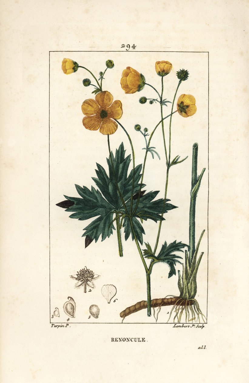 Smörblomma - Upprätt kråkfot, Ranunculus acris, med blomma, blad, stjälk och rot. Handkolorerad kopparstick av Lambert Junior från en teckning av Pierre Jean-Francois Turpin från Chaumeton, Poiret och Chamberets "" La Flore Medicale,"" Pa av Pierre Jean Francois Turpin