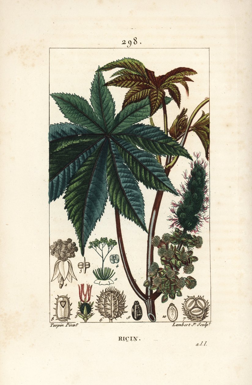 Ricinoljeväxt eller ricin, Ricinus communis (Ricinus vulgaris), med blad, blomma, stjälk och frö. Handkolorerad kopparstick av Lambert Junior från en teckning av Pierre Jean-Francois Turpin från Chaumeton, Poiret och Chamberets "" La Flo av Pierre Jean Francois Turpin
