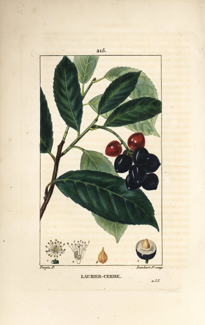 Körsbärslagerbär - Körsbärslagerbär, Prunus laurocerasus, med blad, frukt och frö. Handkolorerad kopparstick av Lambert Junior från en teckning av Pierre Jean-Francois Turpin från Chaumeton, Poiret och Chamberets "" La Flore Medicale,"" Paris, av Pierre Jean Francois Turpin