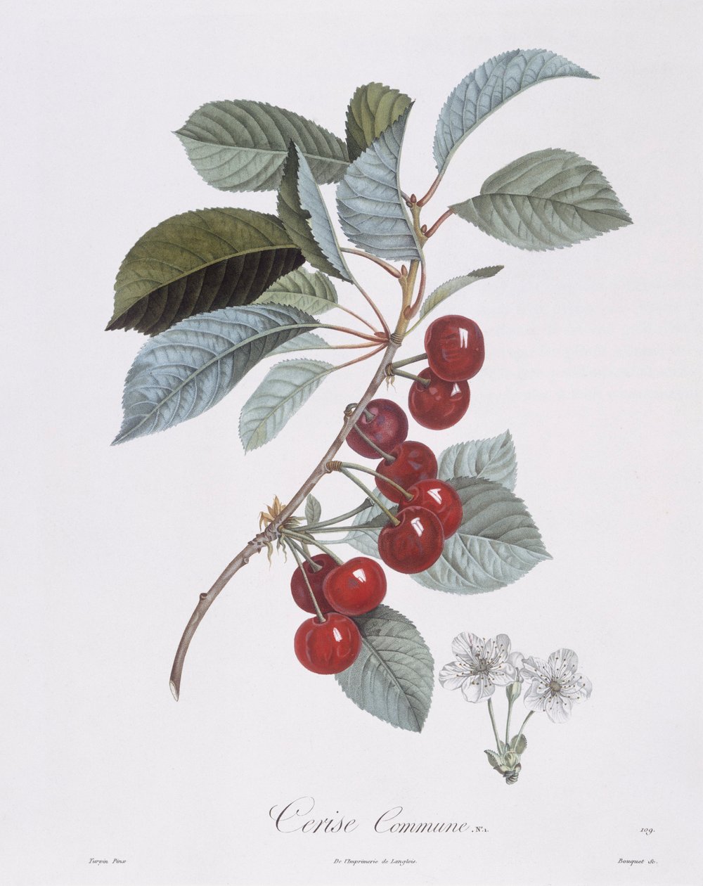 Körsbärsträd (Prunus avium), Henry Louis Duhamel du Monceau, botanisk platta av Pierre Jean Francois Turpin av Pierre Jean Francois Turpin