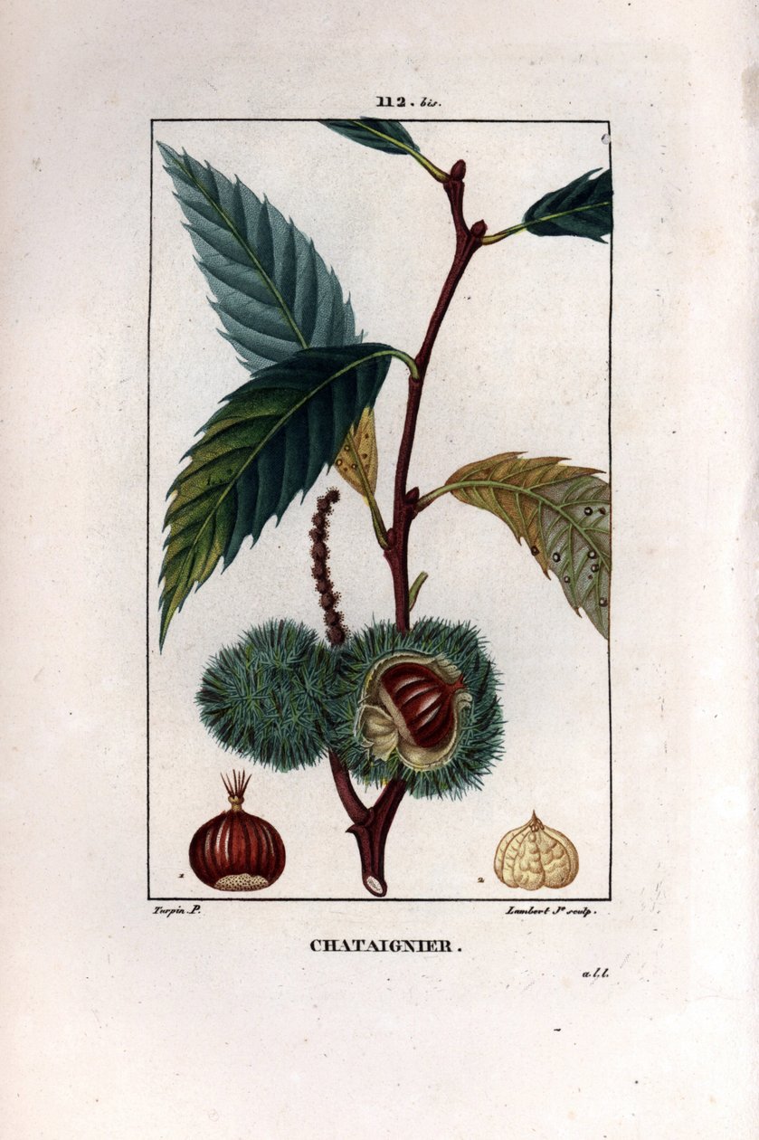 Kastanjegren med frukt (kastanj) - Söt kastanjeträd, Castanea sylvestris. Handkolorerad kopparstick av Lambert Junior från en teckning av Pierre Jean-Francois Turpin från Chaumeton, Poiret et Chamberets "" La Flore Medicale,"" Paris av Pierre Jean Francois Turpin