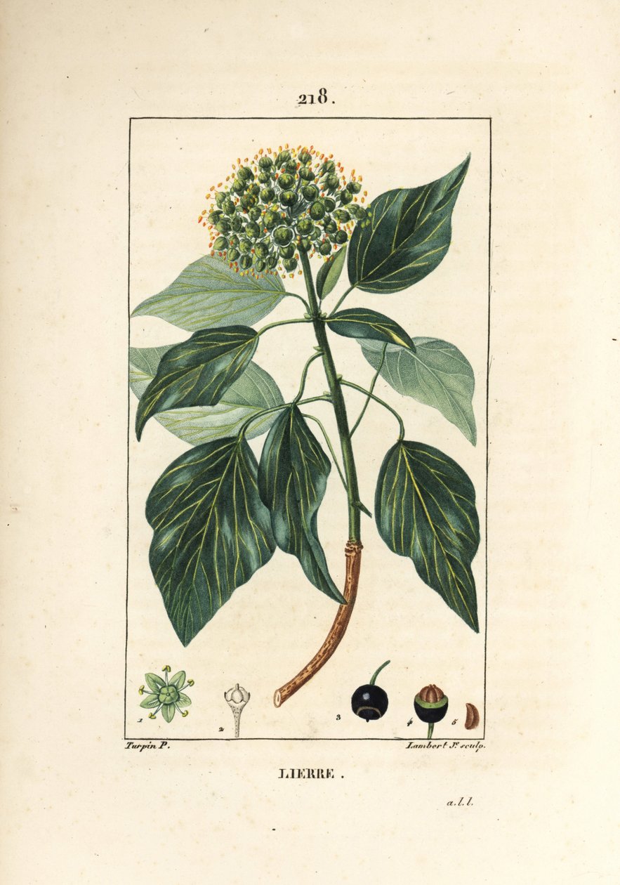 Klättermurgröna - Vanlig murgröna, Hedera helix. Handkolorerad kopparstick av Lambert Junior från en teckning av Pierre Jean-Francois Turpin från Chaumeton, Poiret och Chamberets "" La Flore Medicale,"" Paris, Panckoucke av Pierre Jean Francois Turpin