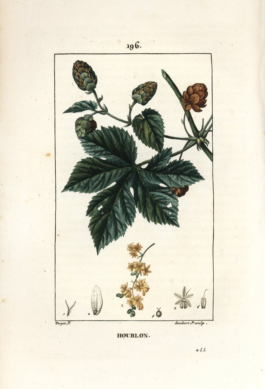 Klätterhumle - Humle, Humulus lupulus. Handkolorerad kopparstick av Lambert Junior från en teckning av Pierre Jean-Francois Turpin från Chaumeton, Poiret och Chamberets "" La Flore Medicale,"" Paris, Panckoucke av Pierre Jean Francois Turpin