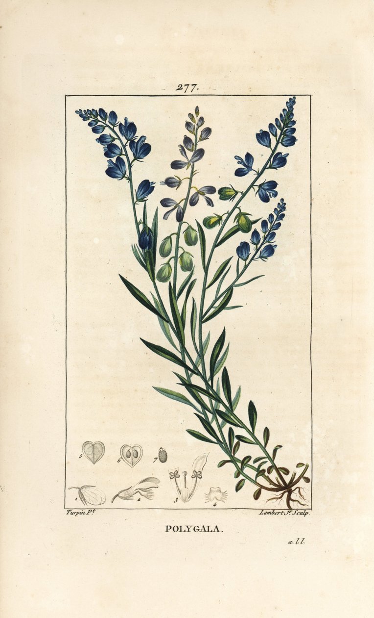 Vanlig mjölkört - Mjölkört, Polygala vulgaris, med blomma, blad, stjälk och rot. Handkolorerad kopparstick av Lambert Junior från en teckning av Pierre Jean-Francois Turpin från Chaumeton, Poiret och Chamberets "" La Flore Medicale,"" Pari av Pierre Jean Francois Turpin