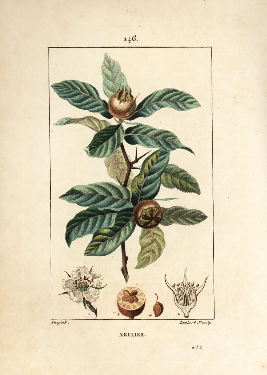 Vanlig Neflier - tysk mispel, Mespilus germanica, med blad, frukt, frö och blomma. Handkolorerad kopparstick av Lambert Junior från en teckning av Pierre Jean-Francois Turpin från Chaumeton, Poiret och Chamberets "" La Flore Medicale,"" av Pierre Jean Francois Turpin
