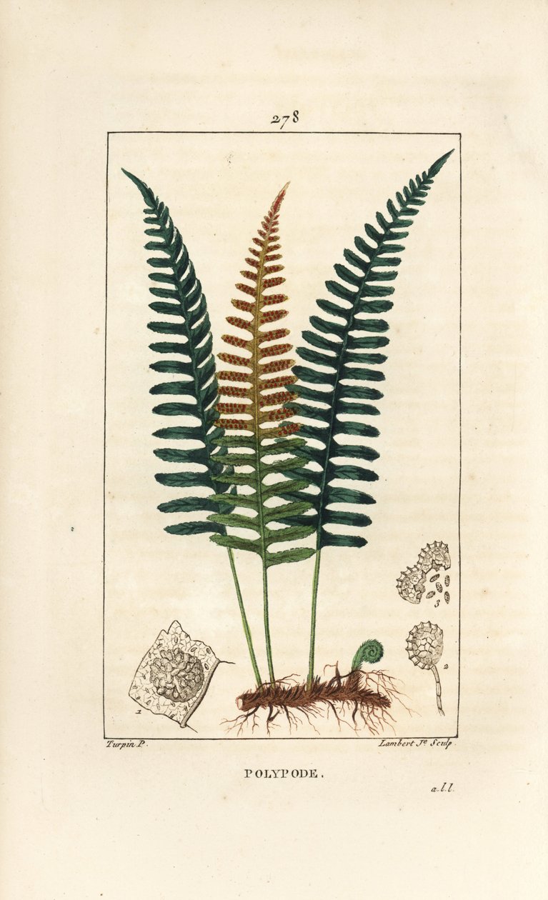 Vanlig polypod - Polypod ormbunke, Polypodium vulgare, med blad, frö och rot. Handkolorerad kopparstick av Lambert Junior från en teckning av Pierre Jean-Francois Turpin från Chaumeton, Poiret och Chamberets "" La Flore Medicale,"" Paris, P av Pierre Jean Francois Turpin