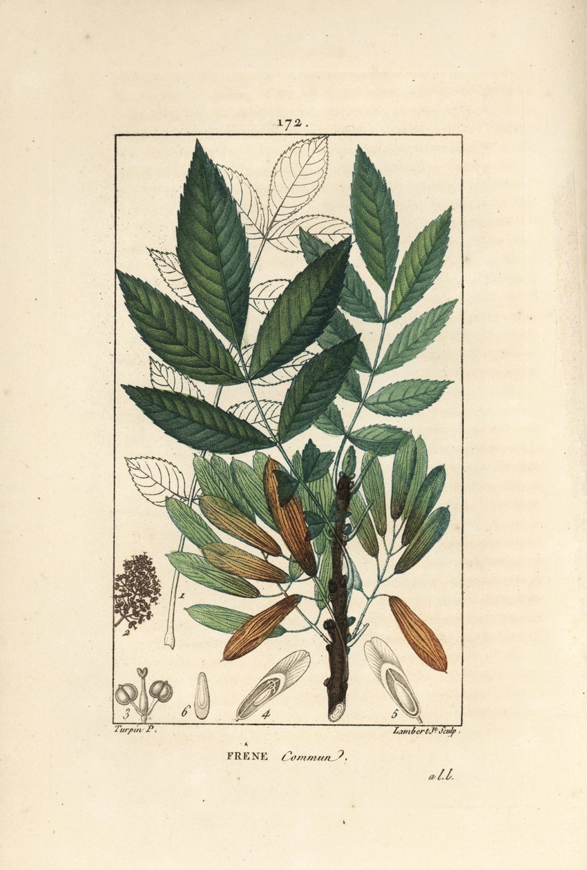 Vanlig ask eller ask eleve - Askträd, Fraxinus excelsior, visar gren, löv, frön och blad i kontur. Handkolorerad kopparstick av Lambert Junior efter en teckning av Pierre Jean-Francois Turpin från Chaumeton, Poiret et Chamberets "" av Pierre Jean Francois Turpin