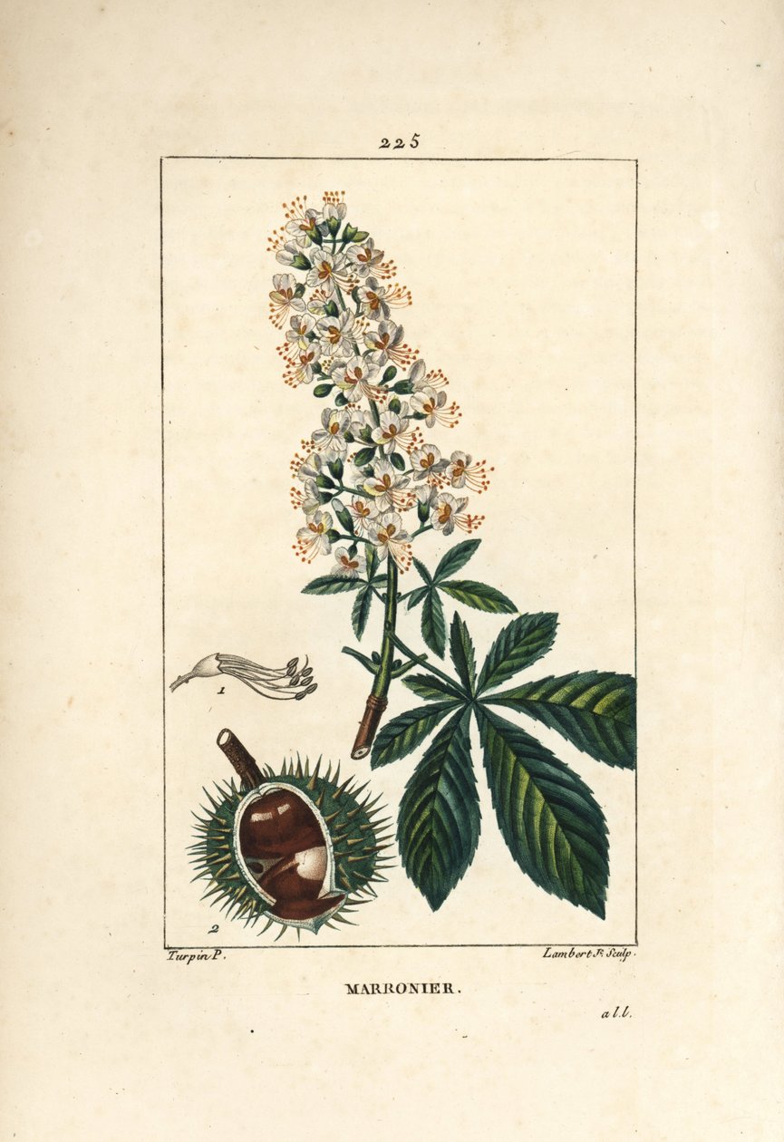 Vanlig kastanj, kastanj eller vit kastanj - Hästkastanj, Aesculus hippocastanum. Handkolorerad kopparstick av Lambert Junior från en teckning av Pierre Jean-Francois Turpin från Chaumeton, Poiret och Chamberets "" La Flore Medicale,"" P av Pierre Jean Francois Turpin