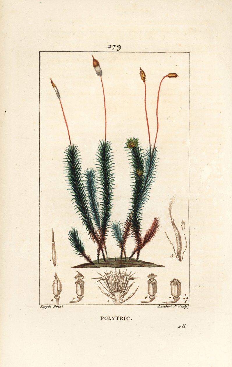 Vanlig polytrichum (skum) - Vanlig hårmössa, Vanlig polytrichum. Handkolorerad kopparstick av Lambert Junior från en teckning av Pierre Jean-Francois Turpin från Chaumeton, Poiret och Chamberets "" La Flore Medicale,"" Paris, Panckoucke av Pierre Jean Francois Turpin