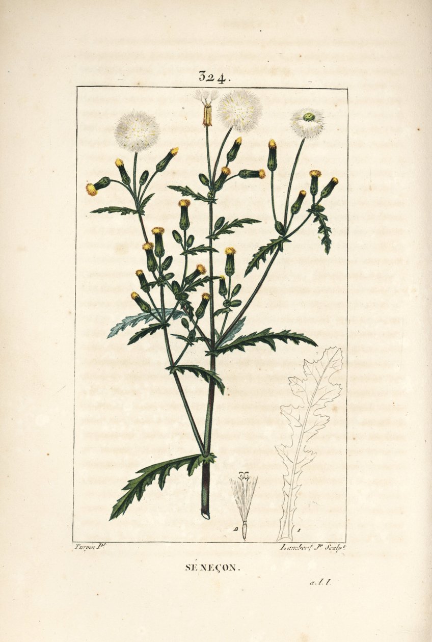 Vanlig senekona - Vanlig jordsel, Senecio vulgaris, med blomma, blad, frö, stjälk och bladkontur. Handkolorerad kopparstick av Lambert Junior från en teckning av Pierre Jean-Francois Turpin från Chaumeton, Poiret och Chamberets "" La F av Pierre Jean Francois Turpin