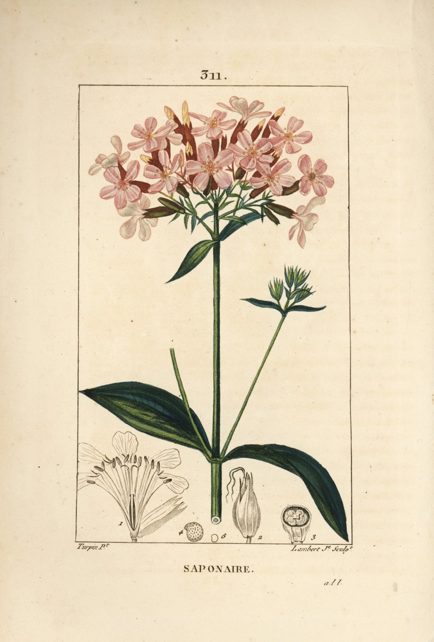 Vanlig tvålört, Saponaria officinalis, med blomma, blad, stjälk och frö. Handkolorerad kopparstick av Lambert Junior från en teckning av Pierre Jean-Francois Turpin från Chaumeton, Poiret och Chamberets "" La Flore Medicale,"" Paris, Panck av Pierre Jean Francois Turpin