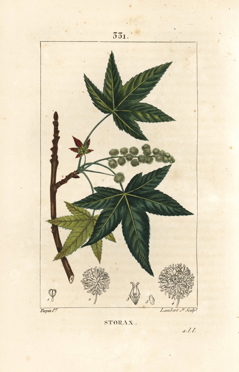 Copalm of America eller Liquidambar - Storax eller flytande bärnsten, Liquidambar styraciflua. Handkolorerad kopparstick av Lambert Junior från en teckning av Pierre Jean-Francois Turpin från Chaumeton, Poiret och Chamberets "" La Flore Medicale,"" Pa av Pierre Jean Francois Turpin