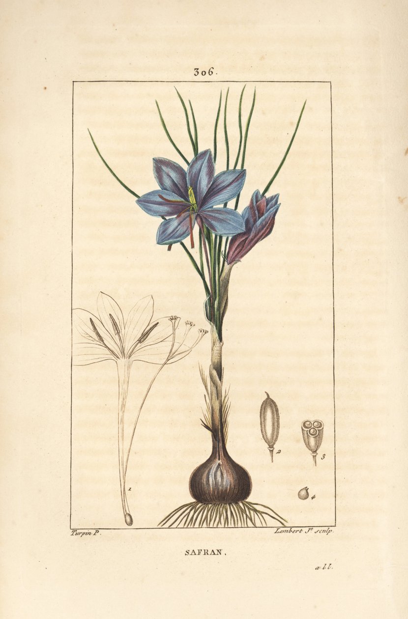 Krokus - Saffranskrokus, Crocus sativus, visar blomma, blad, stjälk, lök och stigma. Handkolorerad kopparstick av Lambert Junior från en teckning av Pierre Jean-Francois Turpin från Chaumeton, Poiret och Chamberets "" La Flore Medicale,"" av Pierre Jean Francois Turpin