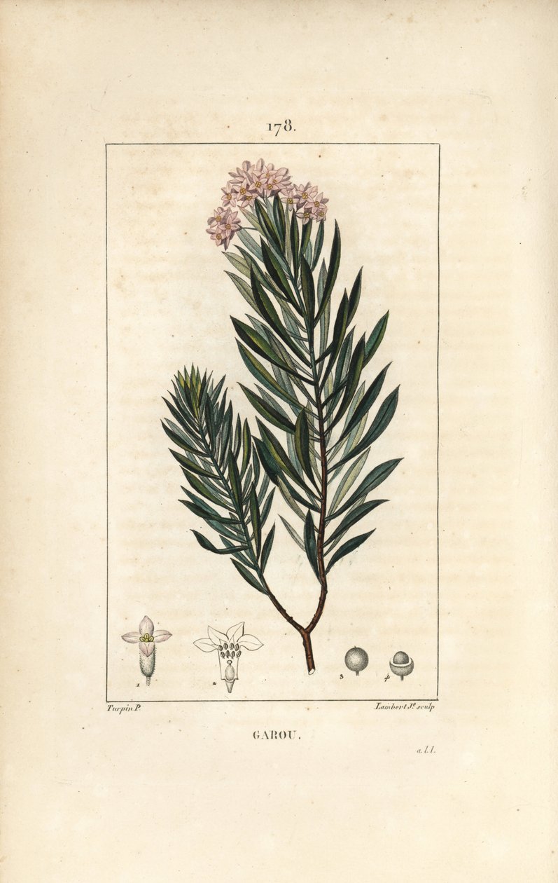 Daphne garou, Thymele eller Saint Bois - Spurge lin, Daphne gnidium. Handkolorerad kopparstick av Lambert Junior från en teckning av Pierre Jean-Francois Turpin från Chaumeton, Poiret och Chamberets "" La Flore Medicale,"" Paris, Panckoucke av Pierre Jean Francois Turpin
