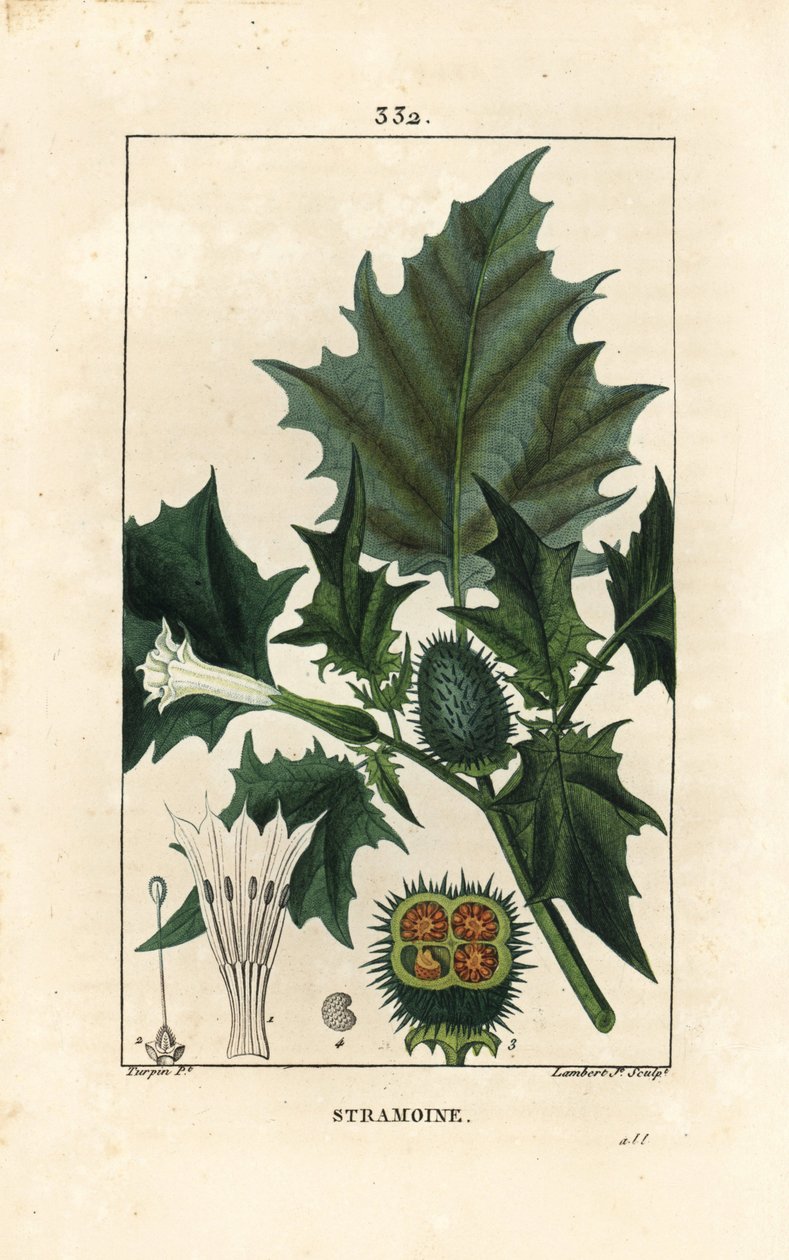 Datura officinal, Stramoine eller spinous äpple - Törnäpple, loco weed eller jimson weed, Datura stramonium. Handkolorerad kopparstick av Lambert Junior från en teckning av Pierre Jean-Francois Turpin från Chaumeton, Poiret och Chamberets "" La av Pierre Jean Francois Turpin