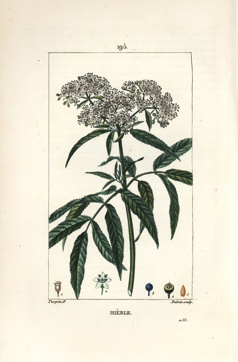 Dvärgfläder - Dvärgfläder, Sambucus humilis. Handkolorerad kopparstick av Lambert Junior från en teckning av Pierre Jean-Francois Turpin från Chaumeton, Poiret och Chamberets "" La Flore Medicale,"" Paris, Panckoucke av Pierre Jean Francois Turpin