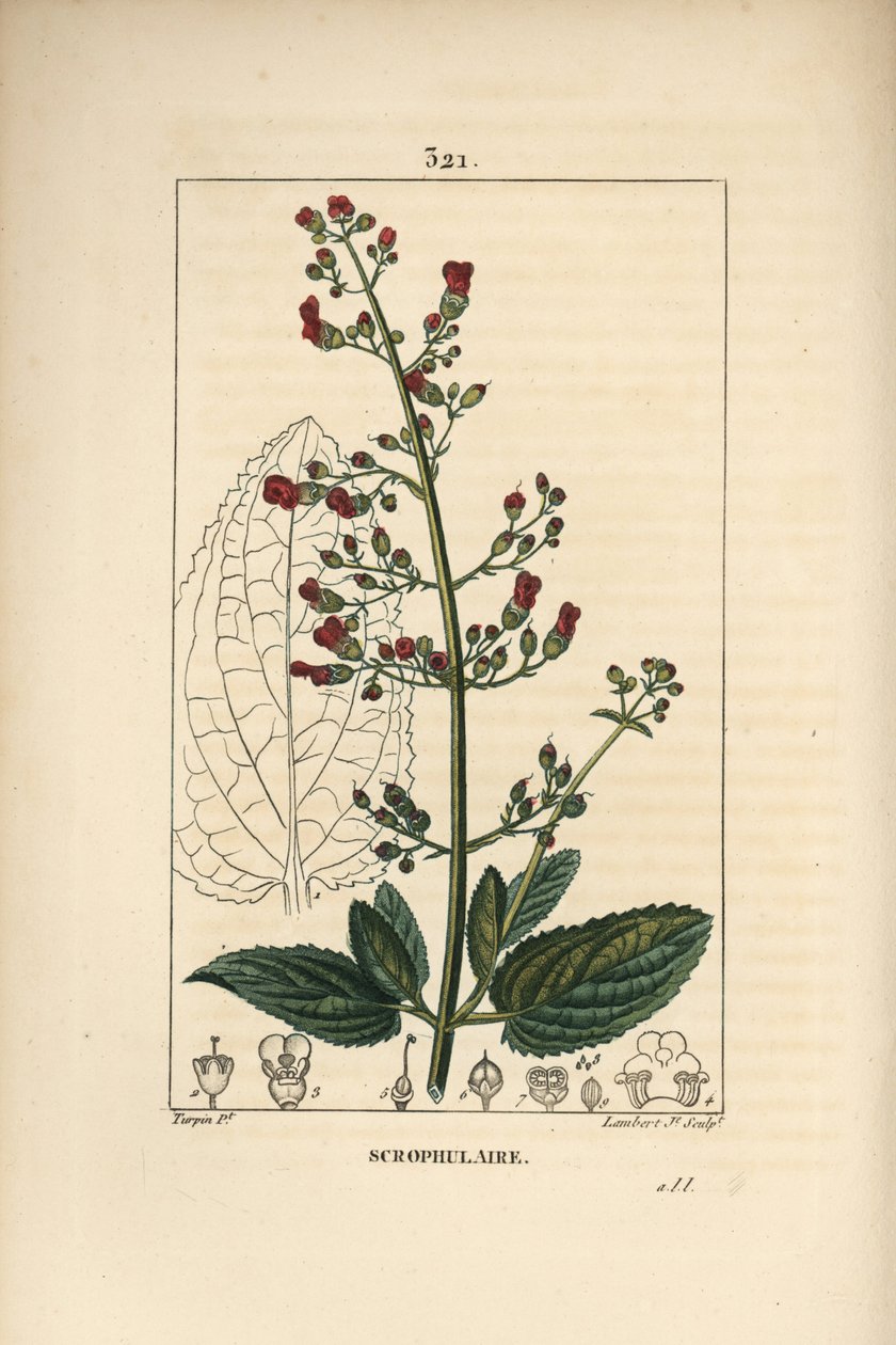 Öron scrofulary - Vattenfikonört, Scrophularia aquatica, med blomma, blad, stjälk, frö och bladkontur. Handkolorerad kopparstick av Lambert Junior från en teckning av Pierre Jean-Francois Turpin från Chaumeton, Poiret och Chamberets "" La F av Pierre Jean Francois Turpin
