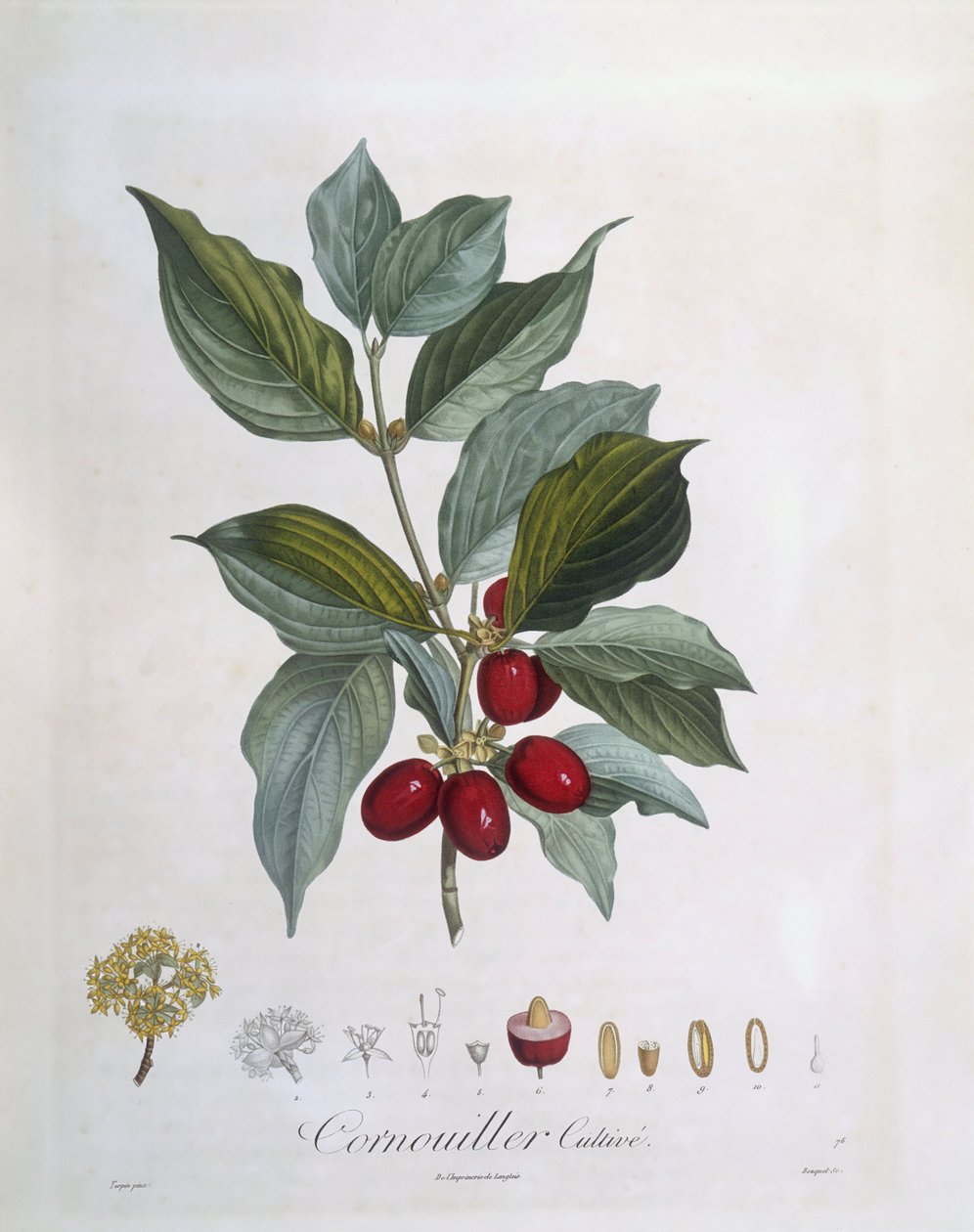 European Cornel (Cornus mas), Henry Louis Duhamel du Monceau, botanisk platta av Pierre Jean Francois Turpin av Pierre Jean Francois Turpin